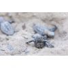“Indigo Turtles” 12’nci yılında