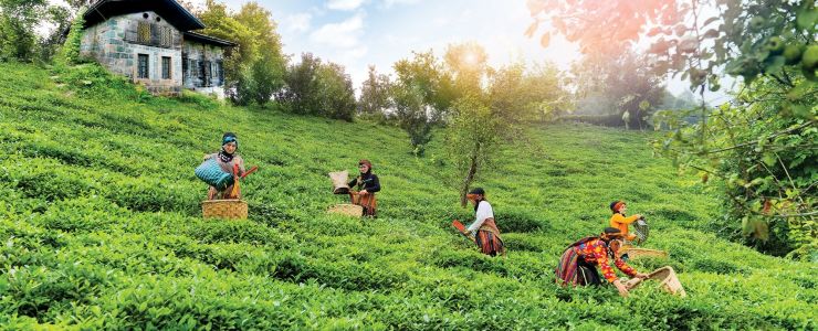 Doğuş Çay ve TEMA Vakfı'ndan sürdürülebilir çay tarımı için ortak adım
