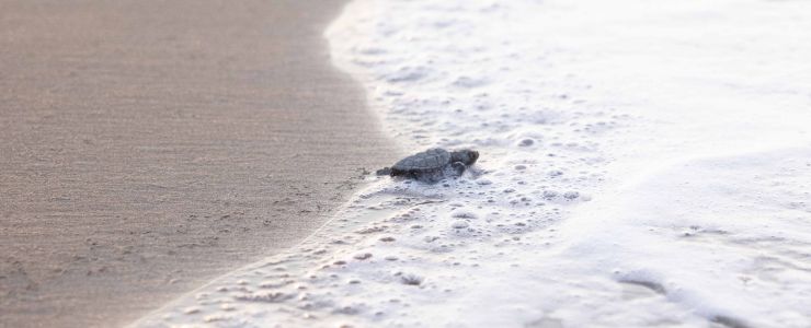Mavi, Caretta Caretta’lara hayat veriyor