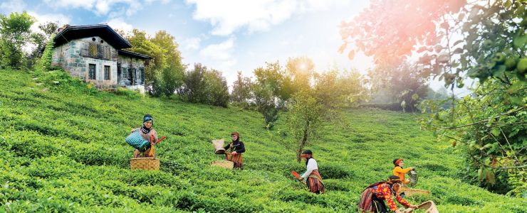 DOĞUŞ ÇAY Tarım Ürünlerini Ekonomiye Kazandırıyor