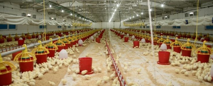Şenpiliç ekosistemi 4.200 çifdçiyi destekledi
