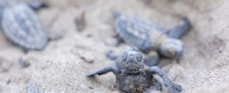 “Indigo Turtles” 12’nci yılında