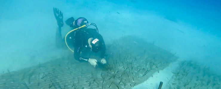 Göcek’te 2.000 Yaşında Deniz Çayırı Keşfedildi