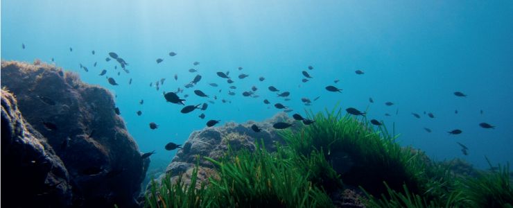 Binlerce Gemi Deniz Çayırlarını Tahrip Ediyor