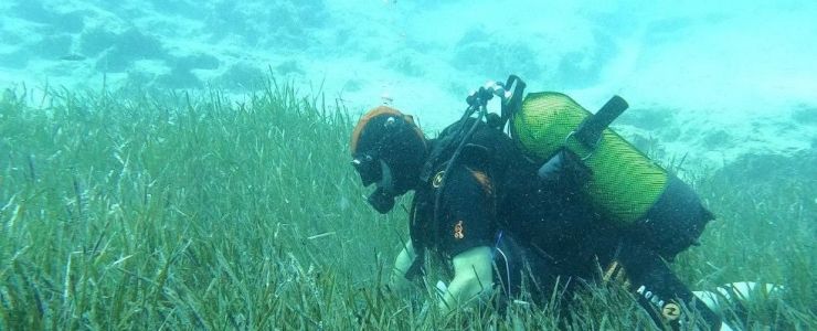 Garanti BBVA ve TURMEPA&rsquo;dan Deniz Çayırlarına Mavi Nefes