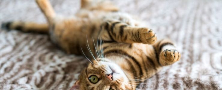 Kedi ve Köpeklerin %40&rsquo;ı Fazla Kilolu veya Obez