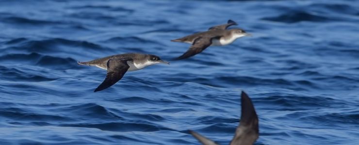 Borusan Contemporary&rsquo;den Kuş Gözlemi ve Dijital Müzik Atölyesi