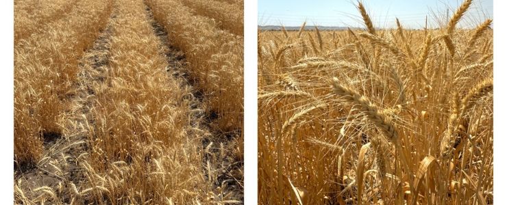 ETİ&rsquo;DEN YERLİ BUĞDAY ÇEŞİDİ: &ldquo;KANATLI BUĞDAYI"