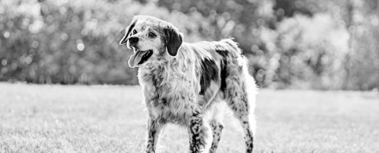 Pandemi Kuşağı Kedi ve Köpekler Orta Yaşa Ulaştı