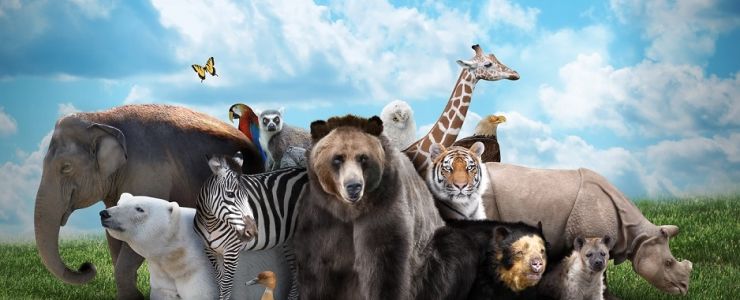 Groupon Community ve WWF'den işbirliği