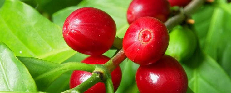 Nestlé’nin sürdürülebilirlik çalışmalarına uluslararası ödül