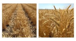 ETİ&rsquo;DEN YERLİ BUĞDAY ÇEŞİDİ: &ldquo;KANATLI BUĞDAYI"